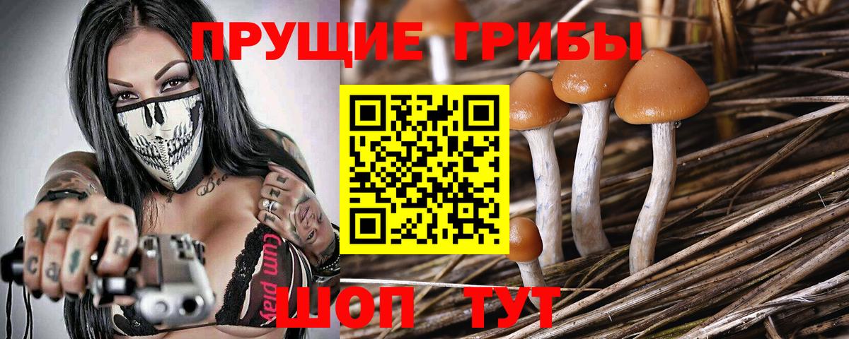 хочу   Вход с VPN  Солнечногорск  Псилоцибиновые грибы Psilocybe 